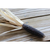 CORN 'Blue Hopi' seeds