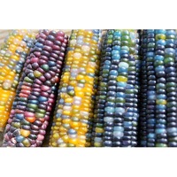 CORN 'Glass Gem' / Maize seeds