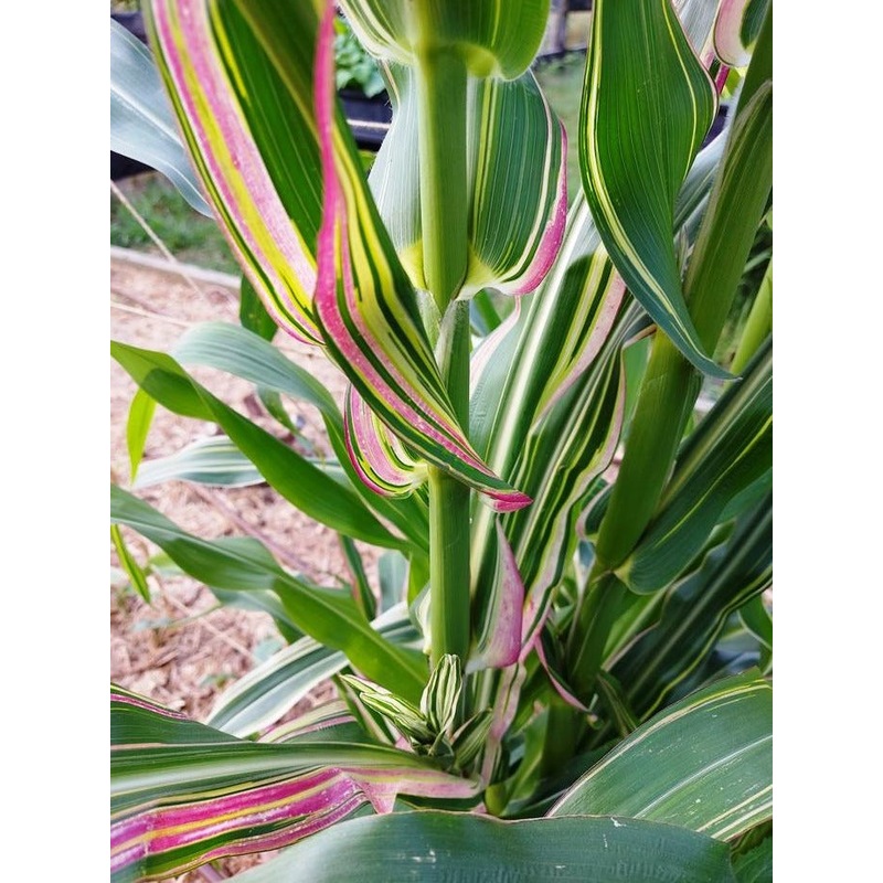 Buy CORN / MAIZE 'Striped Japonica' *RARE* seeds MyDeal