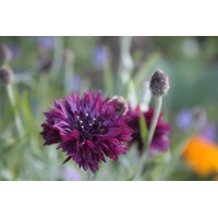 CORNFLOWER 'Black Ball' seeds
