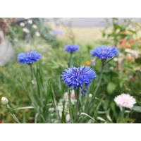CORNFLOWER 'Blue Ball' Centaurea cyanus seeds