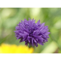 CORNFLOWER 'Mauve Ball' seeds