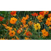 COSMOS 'Bright Lights Mix' / Sulfur Cosmos seeds
