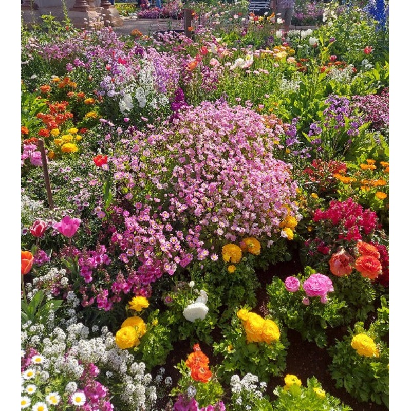 Buy COTTAGE GARDEN MIX Flower seeds MyDeal