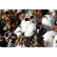 COTTON seeds