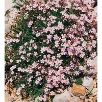 CREEPING BABY'S BREATH / GYPSOPHILA 'Rose' seeds