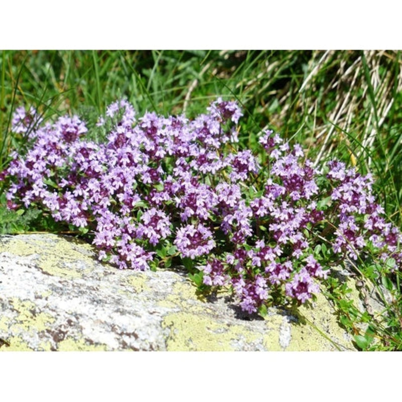 Buy CREEPING THYME / Thymus serpyllum seeds MyDeal