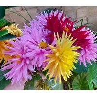 DAHLIA 'Cactus Flowered Mix' seeds