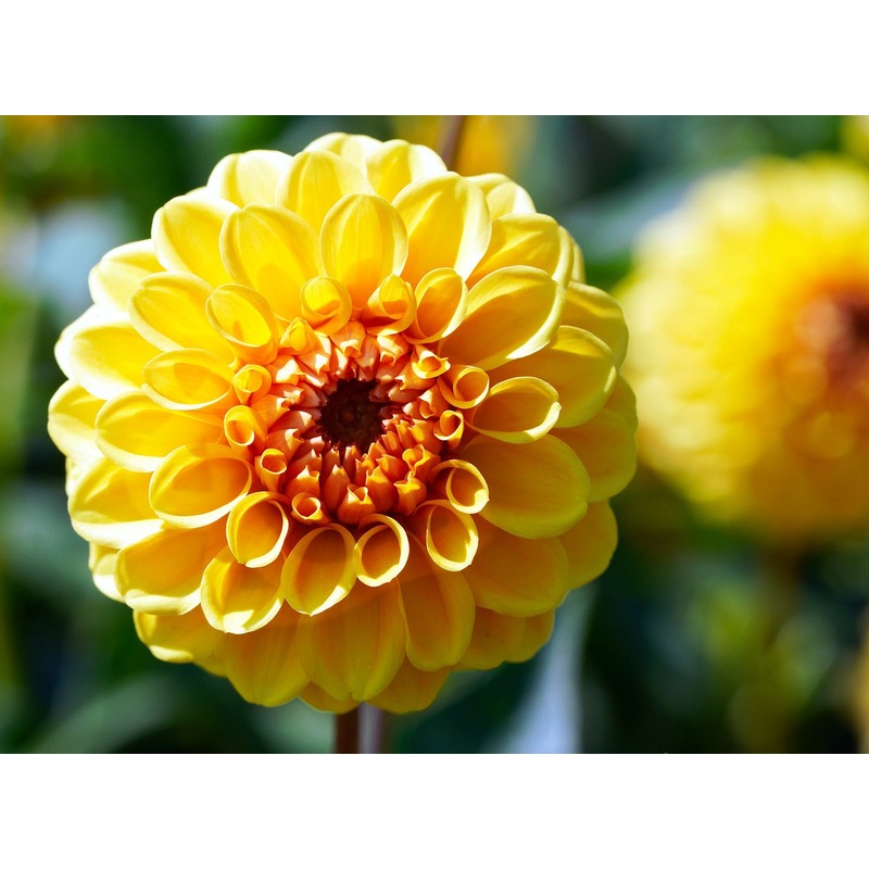 DAHLIA �Pompon Mix� seeds Buy Plants &amp; Seeds 3288158