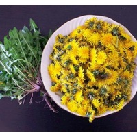 DANDELION seeds