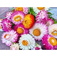 PAPER DAISY / STRAWFLOWER seeds everlasting *Native*
