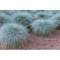 Fescue 'Blue Varna' seeds