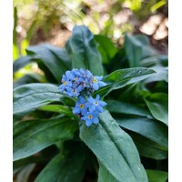 FORGET ME NOT 'Indigo Blue' seeds