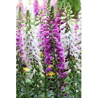FOXGLOVE 'Excelsior Mix' seeds