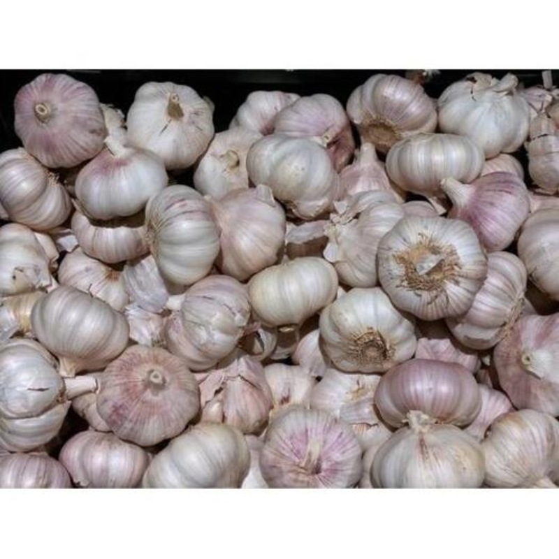 Buy GARLIC BULBS Australian Red MyDeal