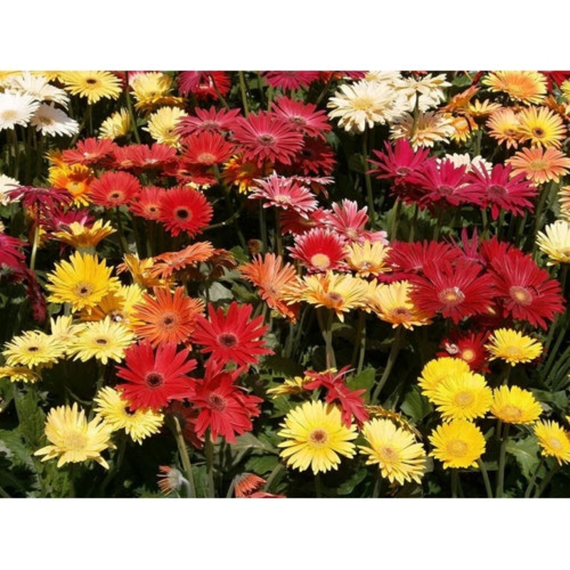 Gerbera Single Flowered Hybrids Mix Seeds Mydeal