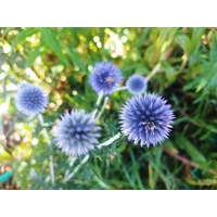 GLOBE THISTLE / Echinops 'Ritro Violet' seeds
