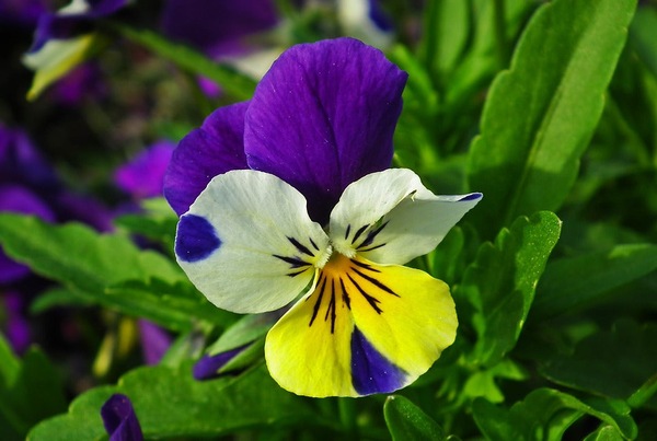 Image 3