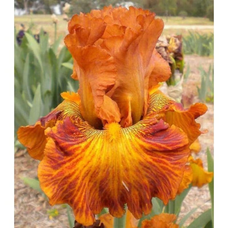 Buy IRIS 'Classic Suede' RHIZOME / BULB plant - MyDeal