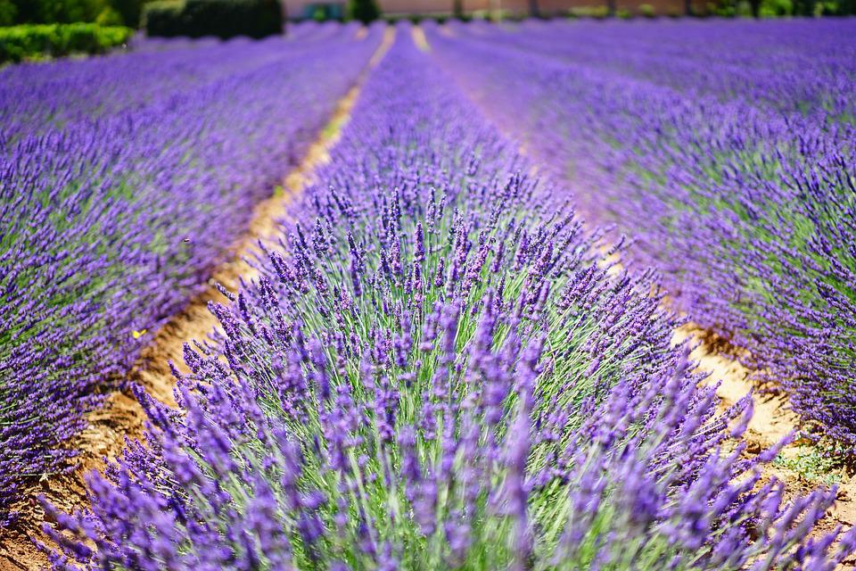 LAVENDER 'English' True Lavender seeds