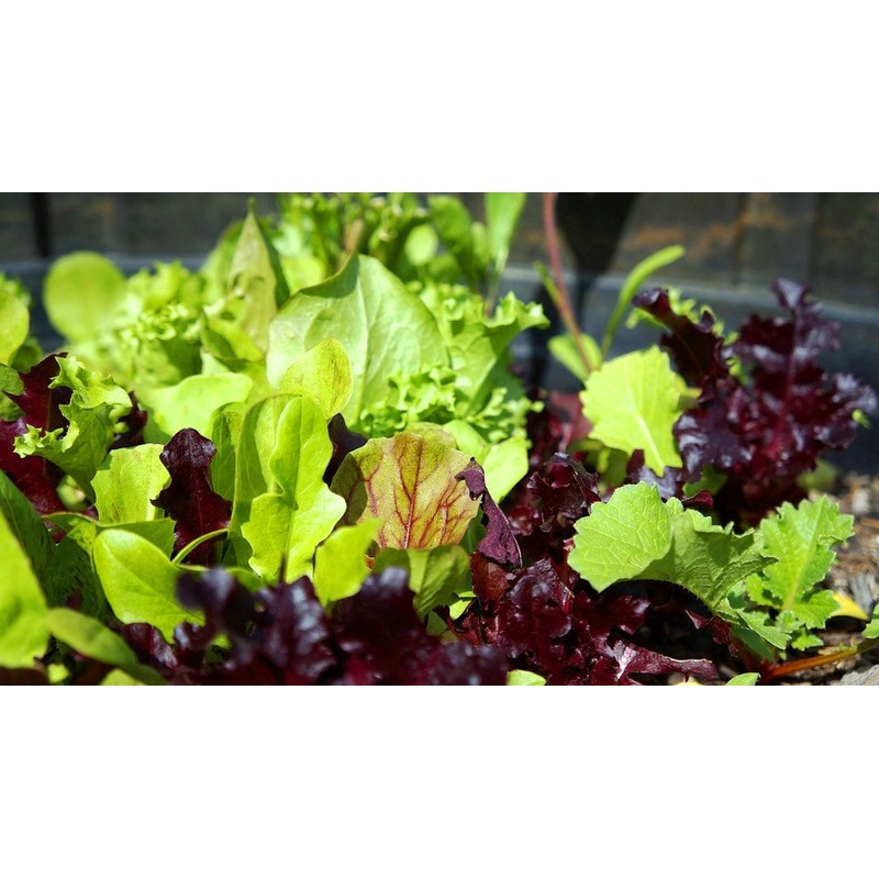 MESCLUN MIX seeds MyDeal
