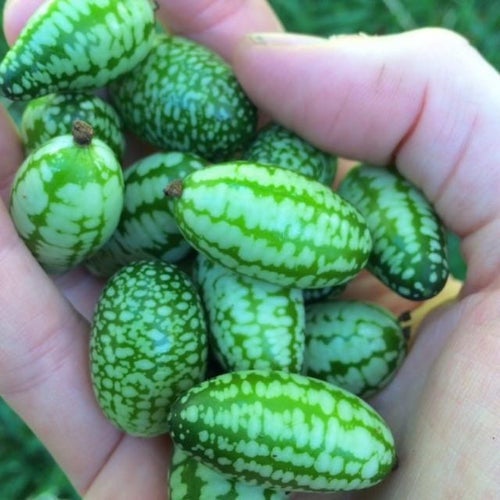 Mexican Sour Gherkin / melothria scabra / Mouse Melon / Cucamelon seeds