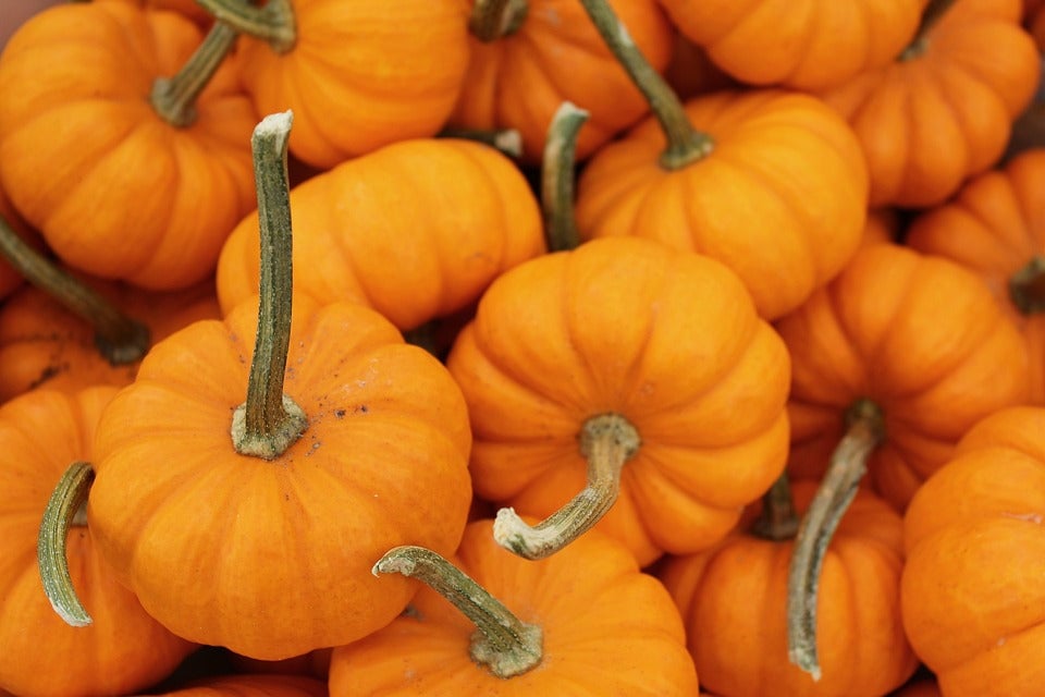 Buy PUMPKIN 'Jack Be Little' ORGANIC Seeds - MyDeal