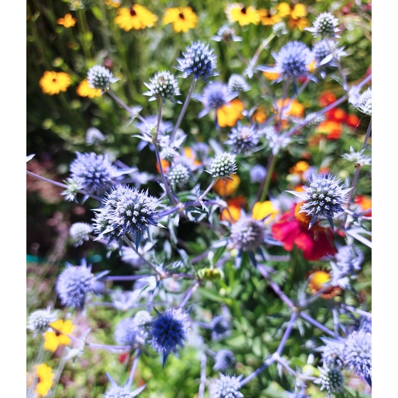Buy SEA HOLLY / ERYNGIUM PLANUM 'Deep Blue' seeds MyDeal
