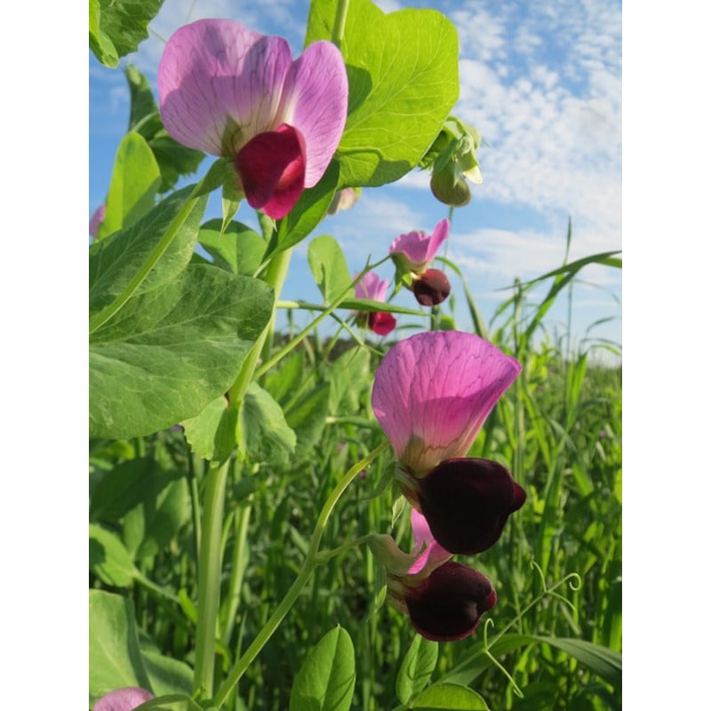 Snow Pea Yukomo Giant Yakumo Seeds Mydeal