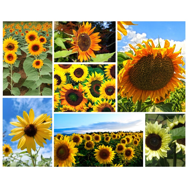 Buy SUNFLOWER 'Mix' seeds MyDeal