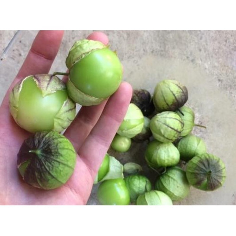 Buy TOMATILLO 'Verde Puebla' seeds MyDeal