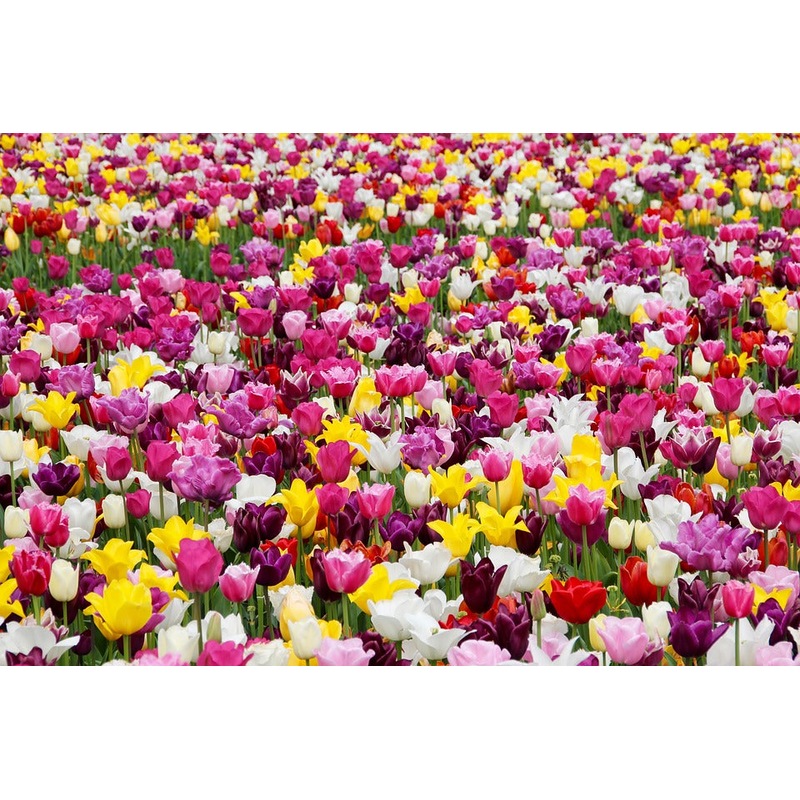 Buy TULIP BULBS 'Mixed' / PLANT MyDeal