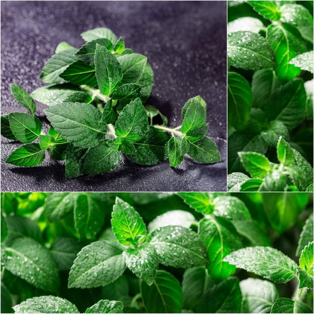 Buy Tulsi Temperate Kapoor Holy Basil seeds MyDeal