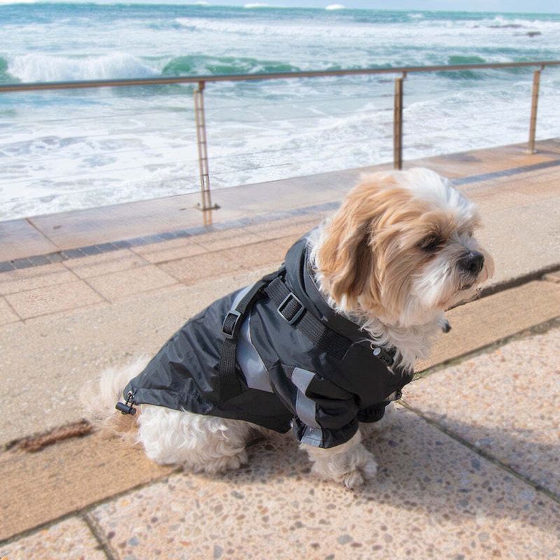 Buy Black Dog Raincoat MyDeal