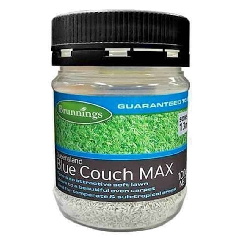 Buy Queensland Blue Couch Lawn Seed 100G MyDeal