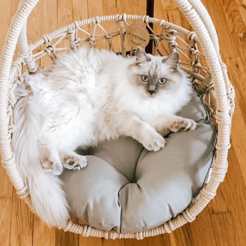 Buy Esmee Wicker Rope Hanging Pet Bed , Cat / Dog Swing Egg Chair ...