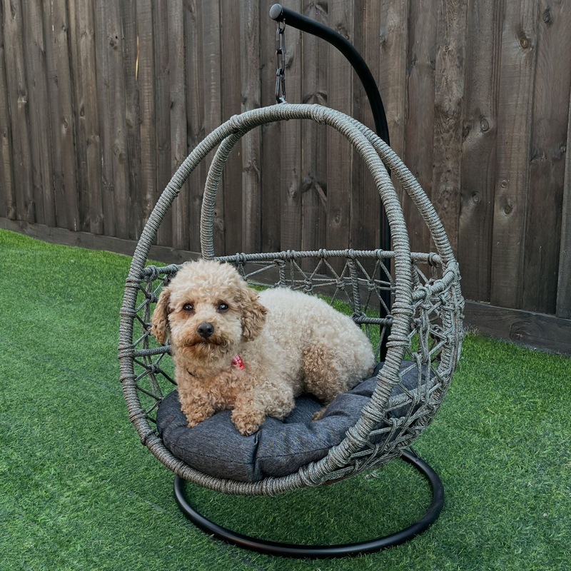 Buy ESMEE Pet Swing Basket Bed Egg Chair for Small Cat & Dog Grey MyDeal