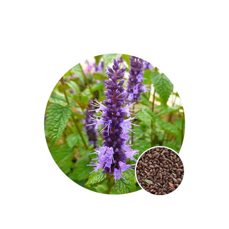 Buy Anise Hyssop Seed Packet Organic Seeds All Seasons MyDeal