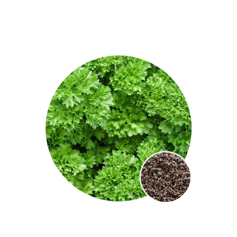 Buy Parsley Curled Seed Packet Organic Seeds Spring Summer MyDeal