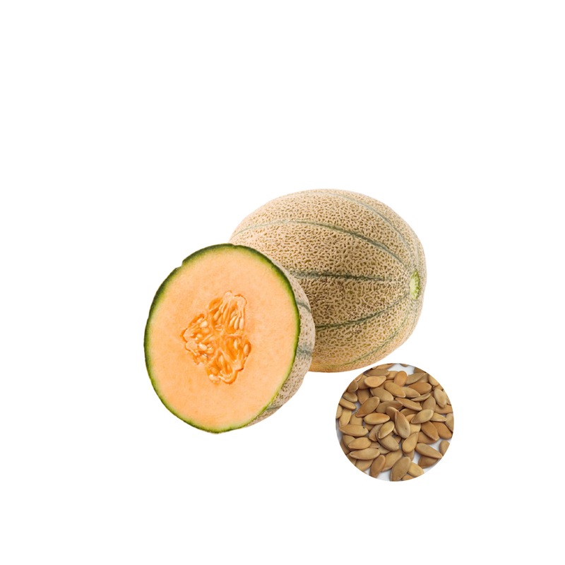 Buy Rockmelon Planters Jumbo Seed Packet Organic Seeds Autumn