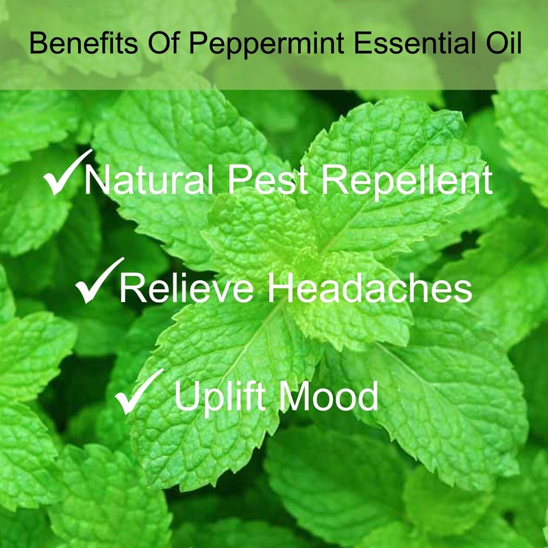 Buy Pure Peppermint Oil For Mice, Rats, Spiders, Cockroaches And Ants