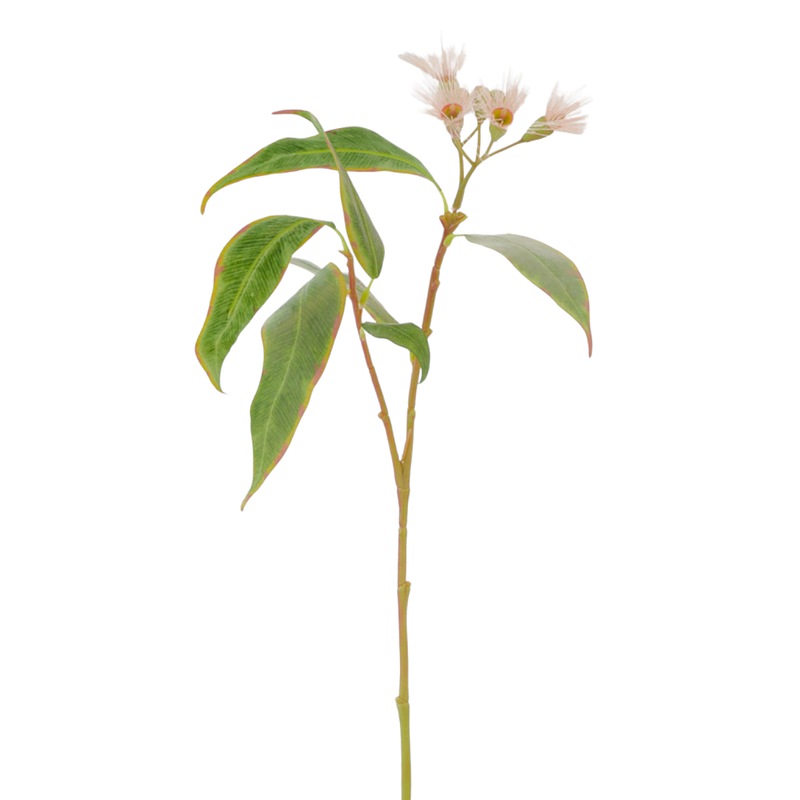 Buy Eucalyptus Flower Spray Grnpk 55cm MyDeal