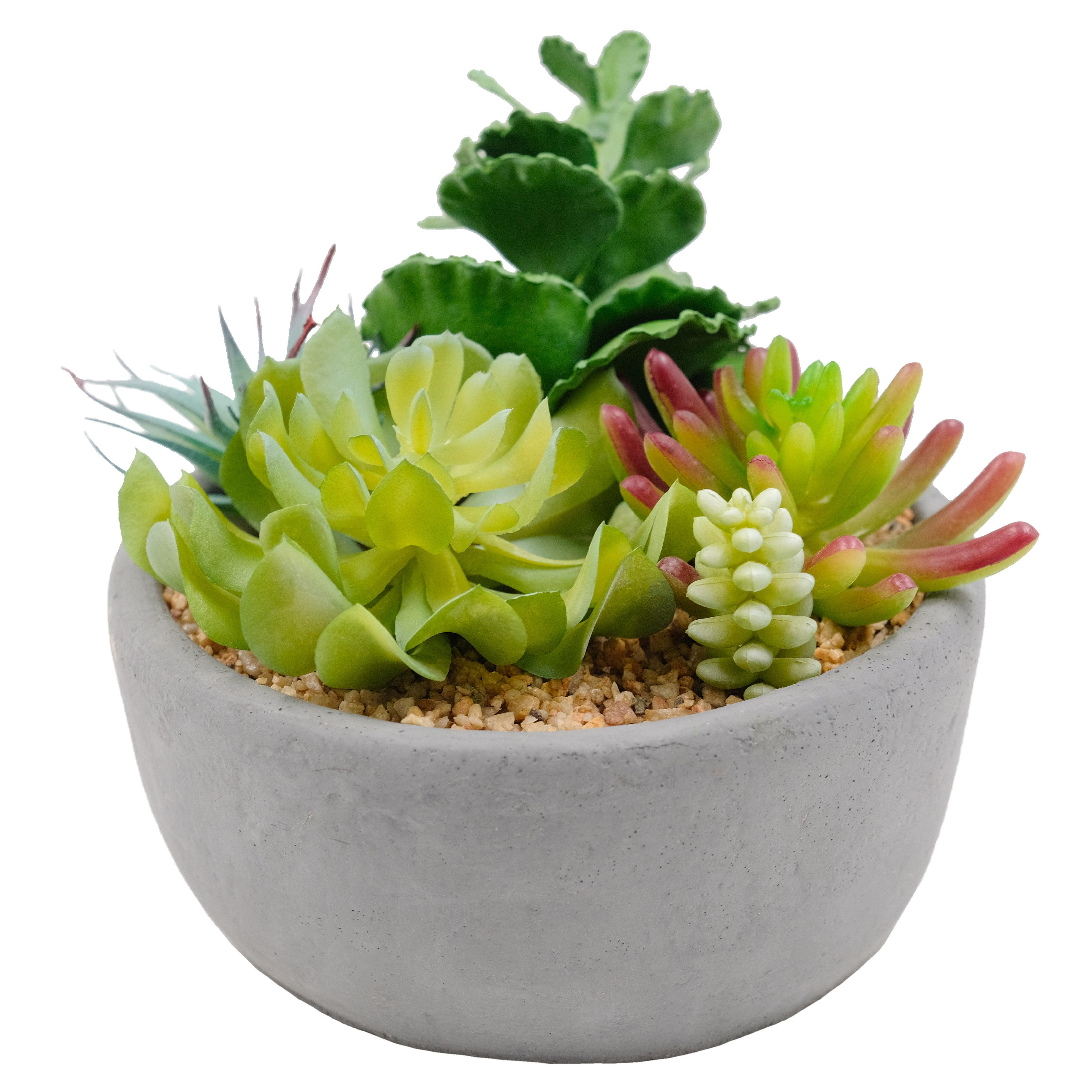 19cm Artificial Succulents Quin In Charcoal Pot