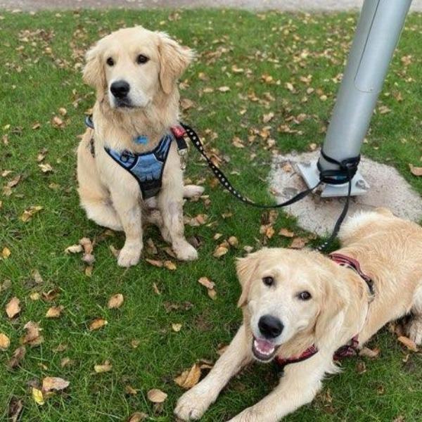 non chewable dog lead