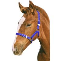Foal/Mini PVC Headstall Halter Headcollar Various Colours
