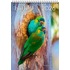 Buy 2026 Birds of Australia Wall Calendar MyDeal Australia