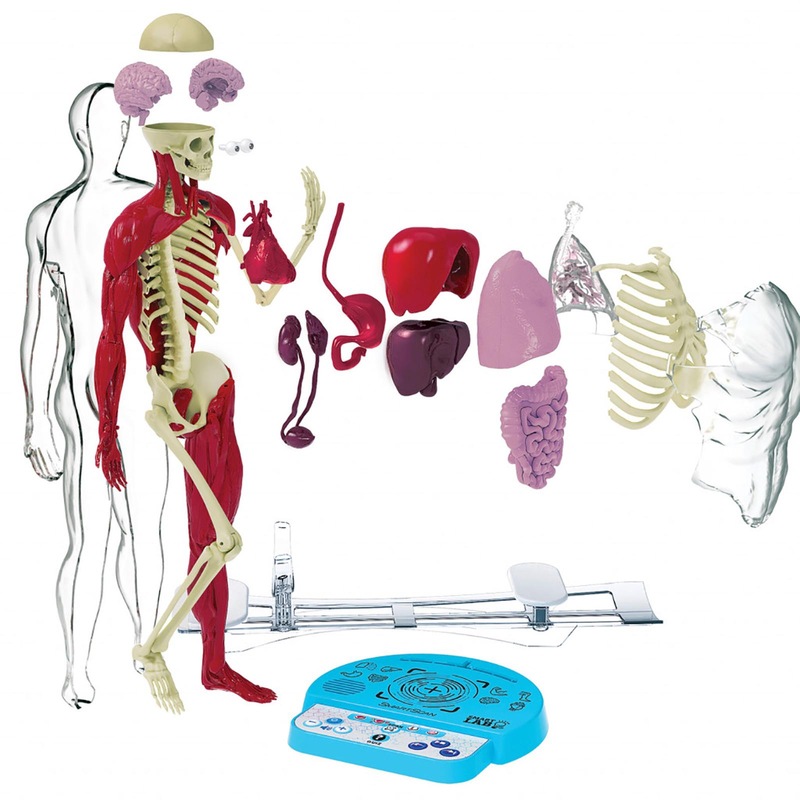 Buy Ultimate Squishy Human Body Lab With SmartScan Technology MyDeal