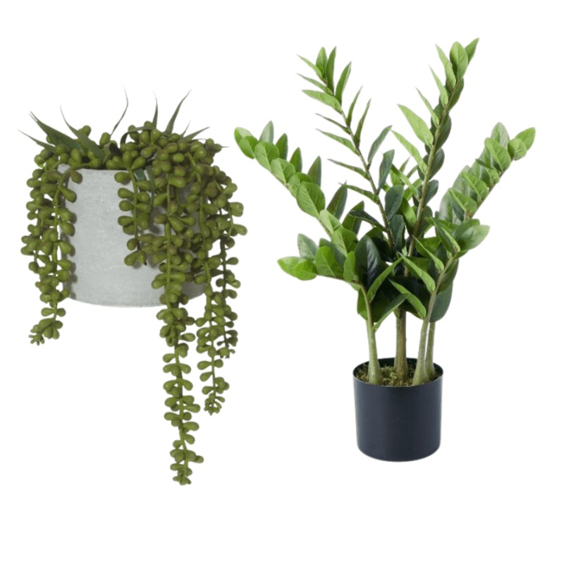 Buy Rogue Artificial String of Pearls and Zanzibar Gem Potted Plants