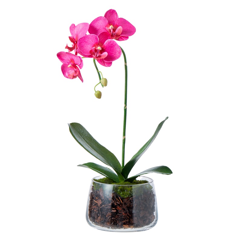 Buy Rogue Phalaenopsis Orchid Flower in Glass Bowl Dark Pink Fake