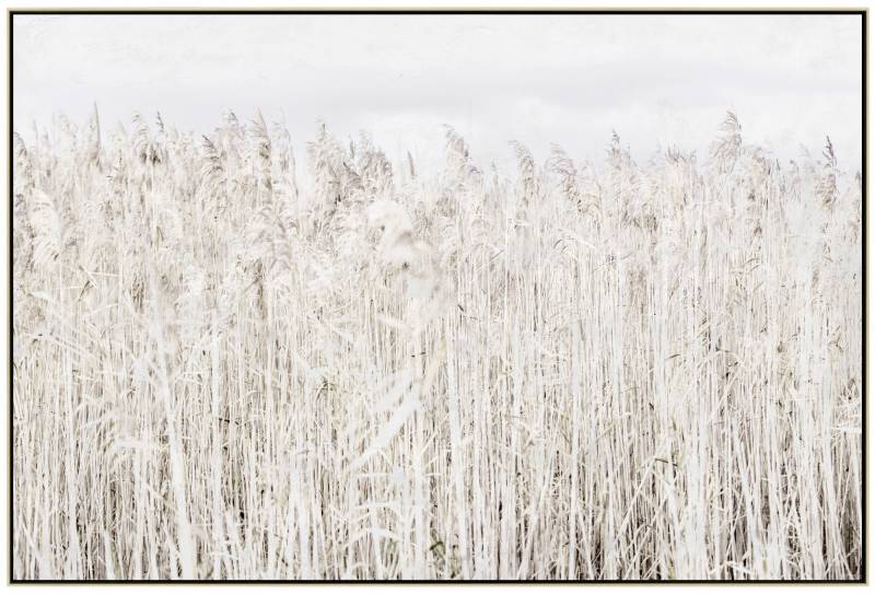 Pampas Grass Framed Canvas Painting Wall Art Picture Print Abstract 120x80cm